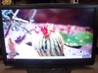 Ox431996730 Ox544086519 Emerson Tv Monitor With Hdmi Ports And Antenna Input